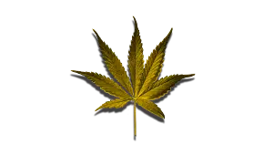 Micro Gold Cannabis
