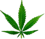 Tony's Headshop and Cannabis Retail