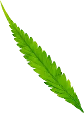 Cannabis Corner