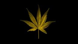 Micro Gold Cannabis