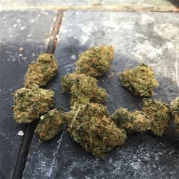 DC Cannabis Buds