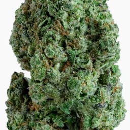 GOLD STANDARD | LEMON CHERRY SHERBERT | 3.5G