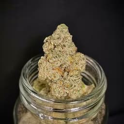 Head Hunter {Pablo's Revenge x Ice Cream Cake} (Bloom County) "CONNOISSEUR SHELF"