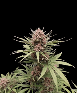 Blackberry Kush Seeds