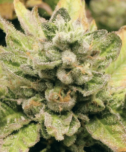 Blue Dream Seeds