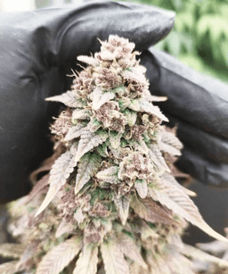 Cap Junky Seeds