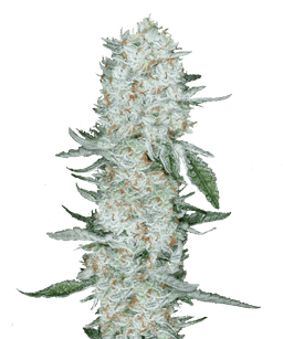 Ghost Train Haze Seeds