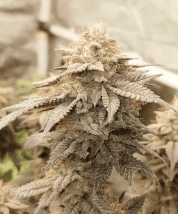 Kush Mints Seeds