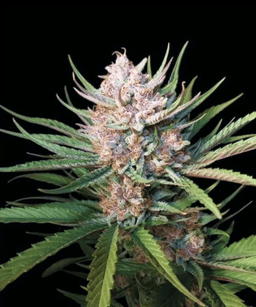 Lemon Cherry Gelato Seeds