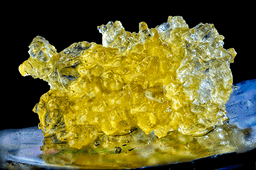 Glueberry | Live Sugar