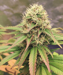 Peanut Butter Breath Seeds