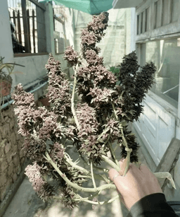 Purple Punch Seeds