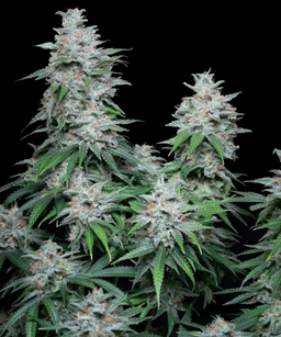 Slurricane Seeds