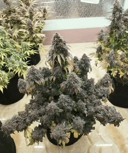Super Boof Seeds