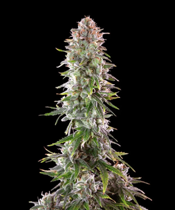 Zoap Seeds