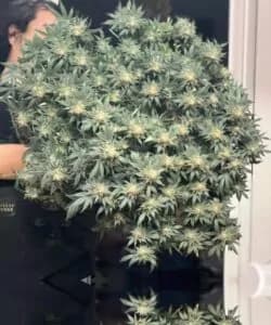 Zookies Seeds