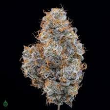 GDL Black Label Flower (3.5g) | Black Maple