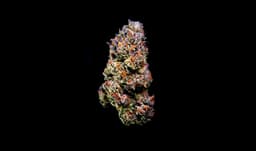 Flower - Jellie Cake - Top Shelf