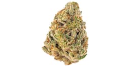 Garlicane (H) By Best Buds