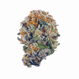 Don Carlos Shake (H) by Best Buds
