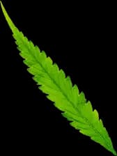 Cannabis Corner