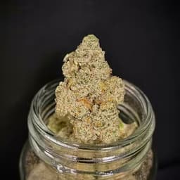 Head Hunter {Pablo's Revenge x Ice Cream Cake} (Bloom County) "CONNOISSEUR SHELF"
