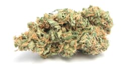 Hybrid Buds | Tyson | 3.5G