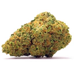 PurGro: Bronze - Lava Cake - Loose