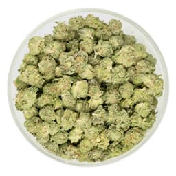 HIGH LEVEL HEALTH | GAS GUARDIAN | POPCORN | HYBRID