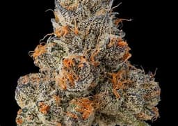 Krypto Chronic Krypto Chronic