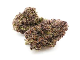ANIMACANN - GG4 x Lemon - FLW ANIMACANN - GG4 x Lemon - FLW
