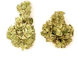 Buds | Apples & Bananas Buds | Apples & Bananas
