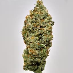 Biscotti Chunks - 3.5g - MF01 Biscotti Chunks - 3.5g - MF01