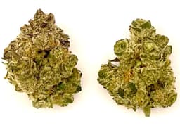 Buds | Dog Walker OG Buds | Dog Walker OG