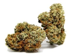 Maui 1/2OZ Maui 1/2OZ