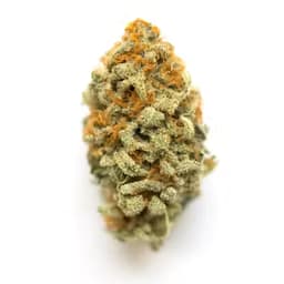 Quintessa - Indica/Hybrid Quintessa - Indica/Hybrid