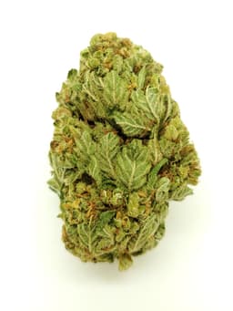 Fruity Jack (AAA) Fruity Jack (AAA)