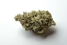 kosher kush kosher kush