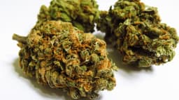 Bargain: Lemon OG Haze - Loose Bargain: Lemon OG Haze - Loose