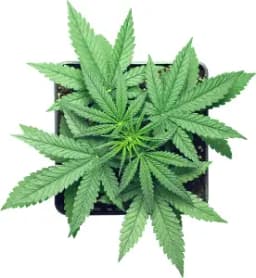 Finest CA Finest CA
