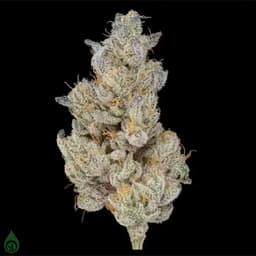 GDL Black Label Flower (3.5g) | A5 Wagyu GDL Black Label Flower (3.5g) | A5 Wagyu