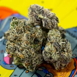 Cherry Moonbow | Hybrid Cherry Moonbow | Hybrid