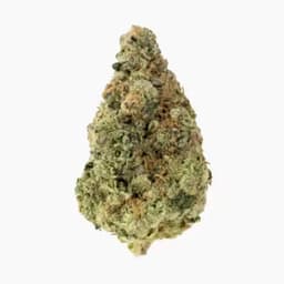 Ritual Green Mimosa Flower Ritual Green Mimosa Flower