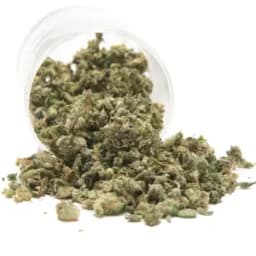 HAMMON TREE | SHERB CREAM PIE SHAKE | 3.5G HAMMON TREE | SHERB CREAM PIE SHAKE | 3.5G