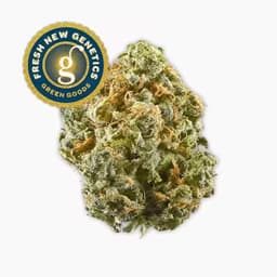 Vireo | Blue Dream | MN | Whole Flower Vireo | Blue Dream | MN | Whole Flower