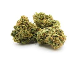 ANIMACANN - Blackberry Kush 1:1 - FLW ANIMACANN - Blackberry Kush 1:1 - FLW