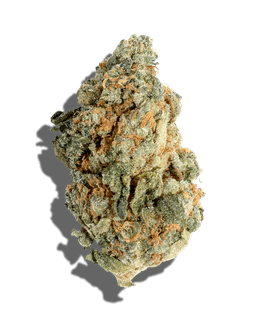 Jungle Cake Jungle Cake