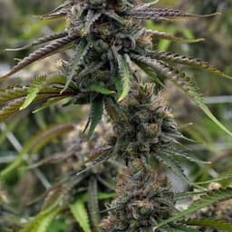 Lemon OG - Grower's Reserve 4g - MF06 Lemon OG - Grower's Reserve 4g - MF06