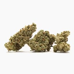 Meat Breath - Black Jack Cannabis Meat Breath - Black Jack Cannabis