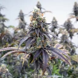 Rainbow Reserve - Grower's Reserve 4g - MF71 Rainbow Reserve - Grower's Reserve 4g - MF71